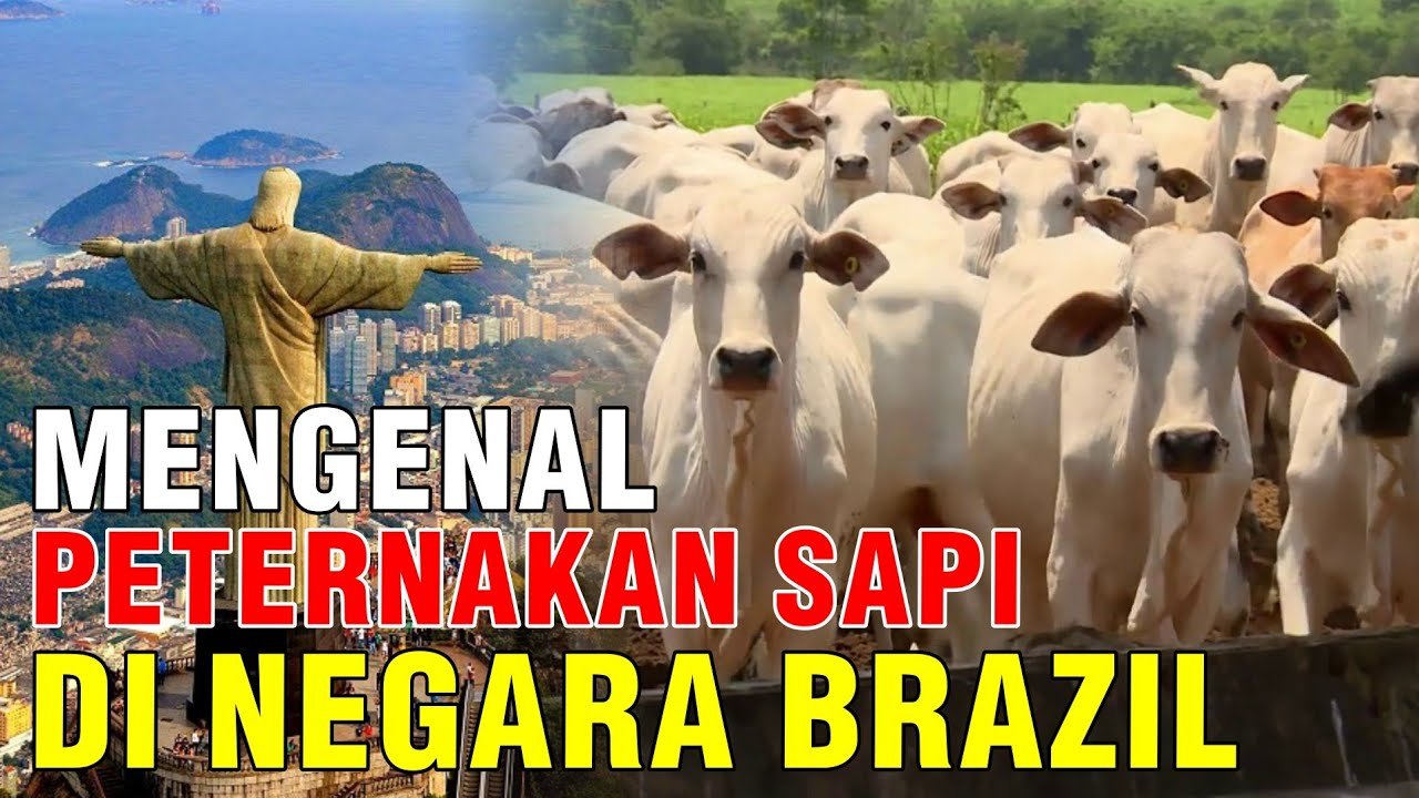 Peternakan Sapi Di Negara Brazil.jpg
